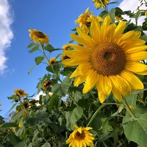 Meet your Posher, Mari